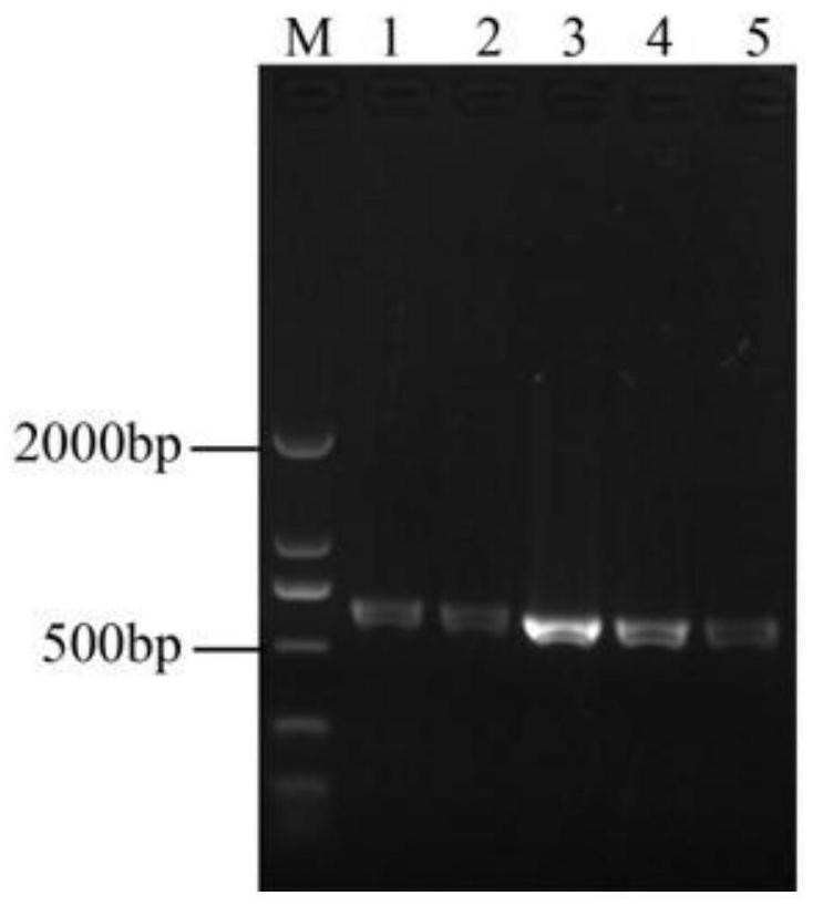 Application of protein encoded by salmonella phage gene as gram-negative bacterium lyase