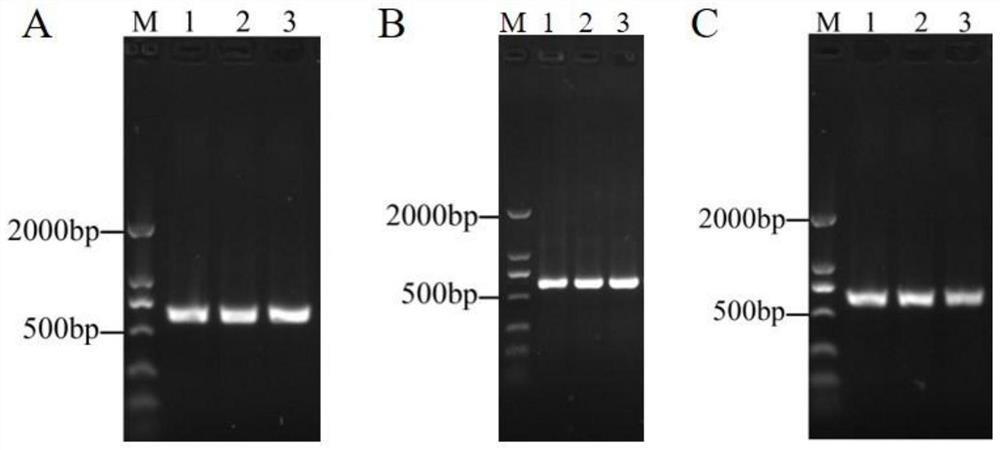 Application of protein encoded by salmonella phage gene as gram-negative bacterium lyase