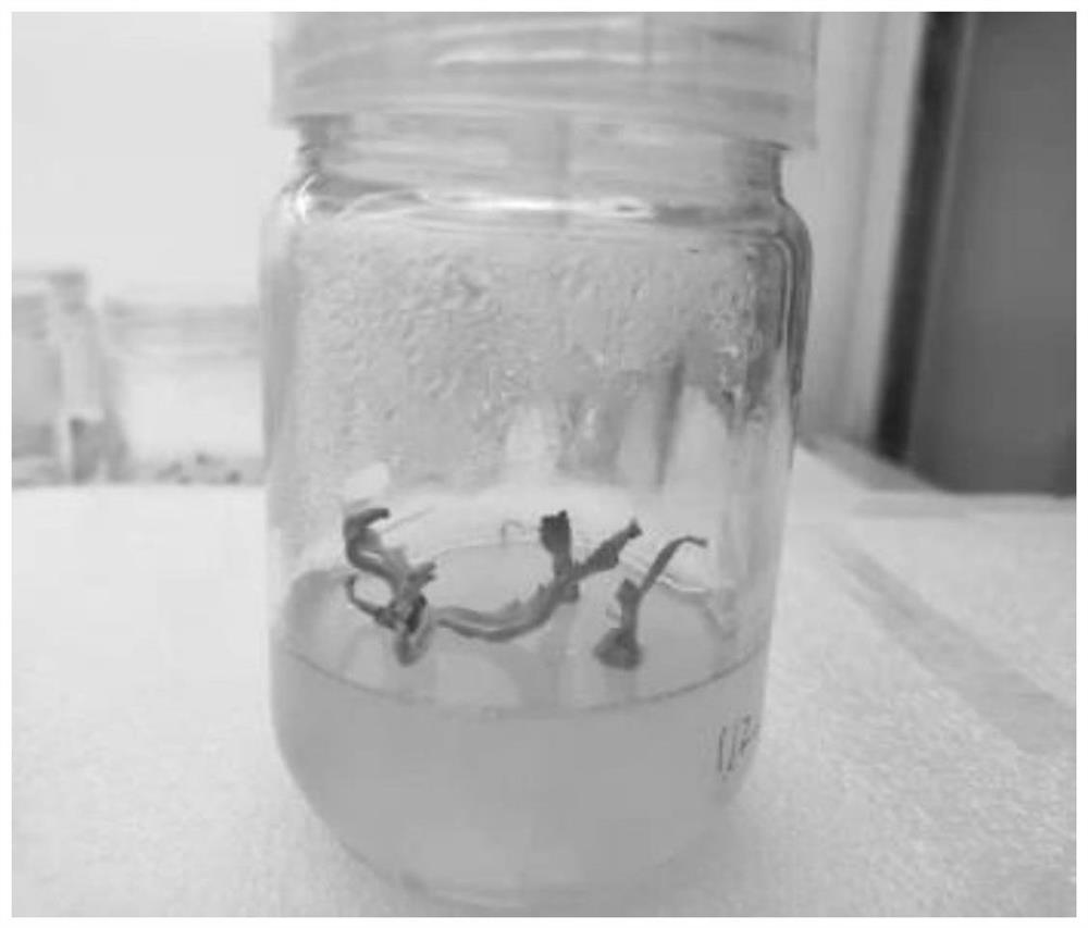 Efficient genetic transformation method of brassica juncea based on agrobacterium-mediated method
