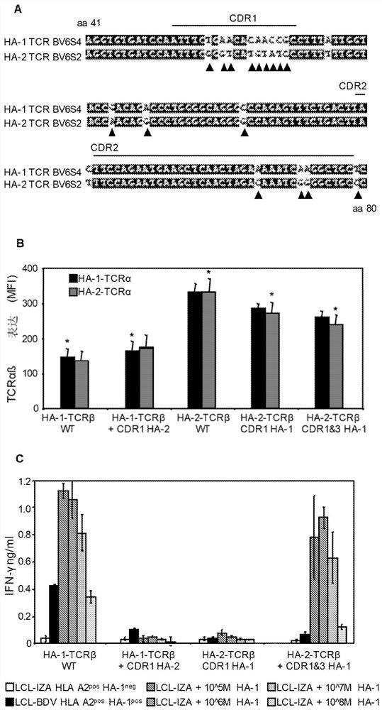 Binding proteins specific for ha-1h and uses thereof
