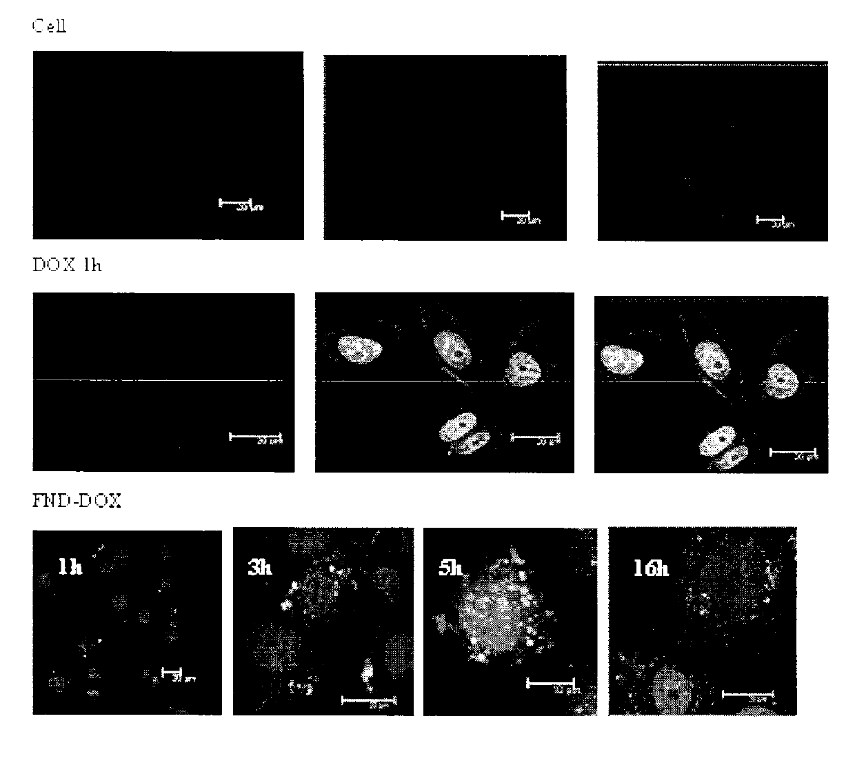 Preparation method and application of fluorescence nanometer diamond-doxycycline compound