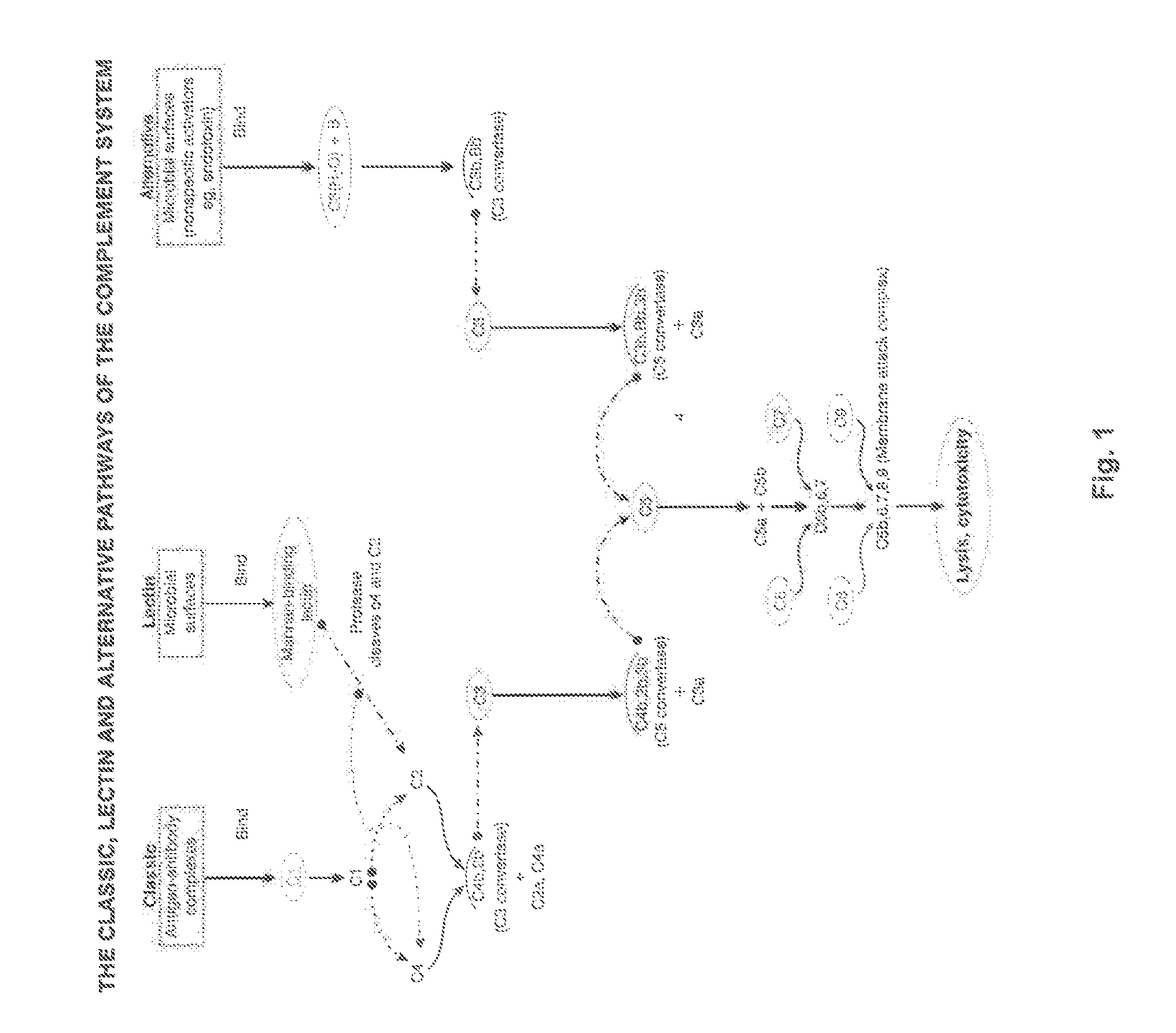 Immunogenic composition and method of developing a vaccine based on fusion protein