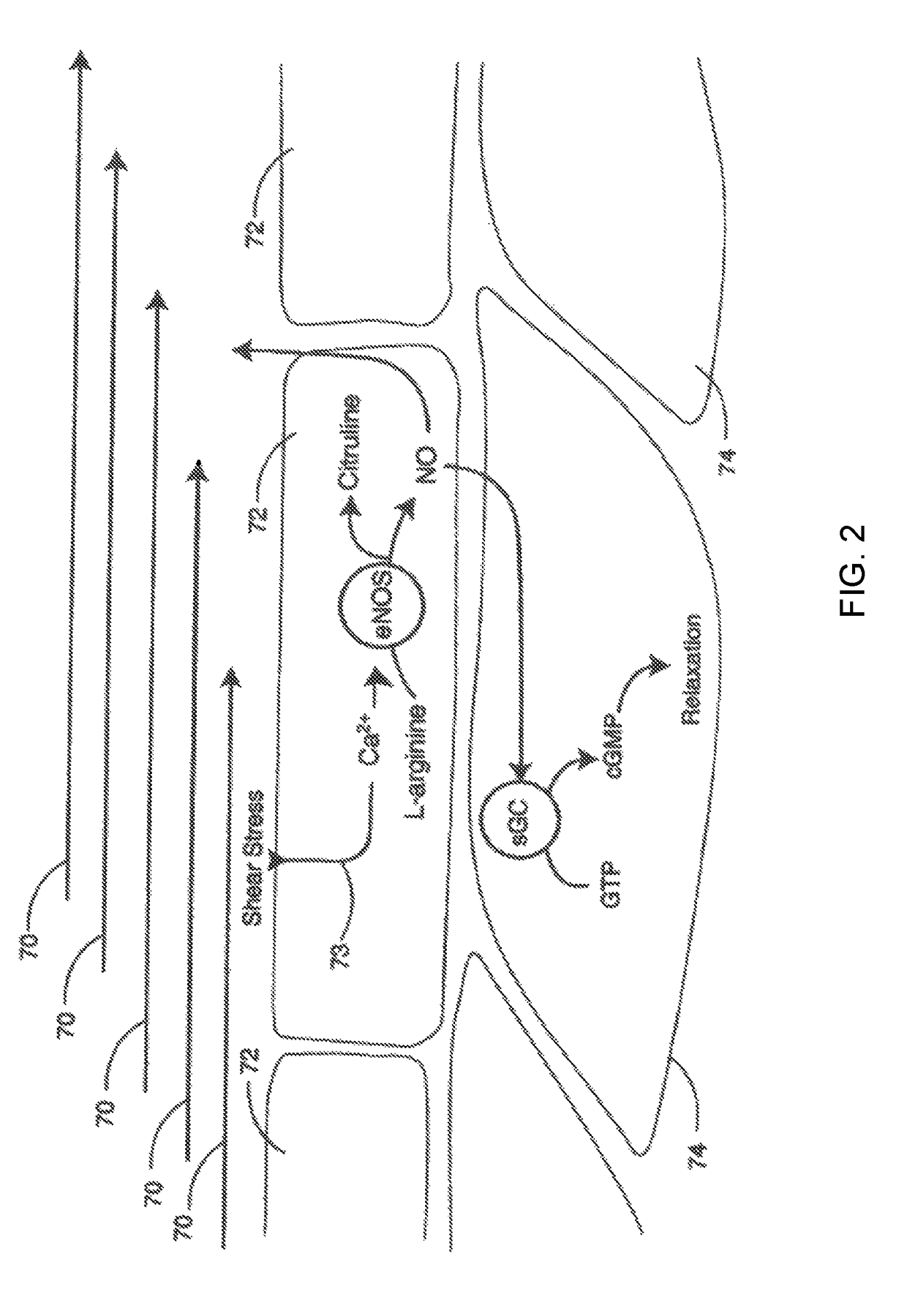 Method to treat vascular dysfunction through enhanced vascular flow and hemodynamic activation of the autocrine and paracrine processes