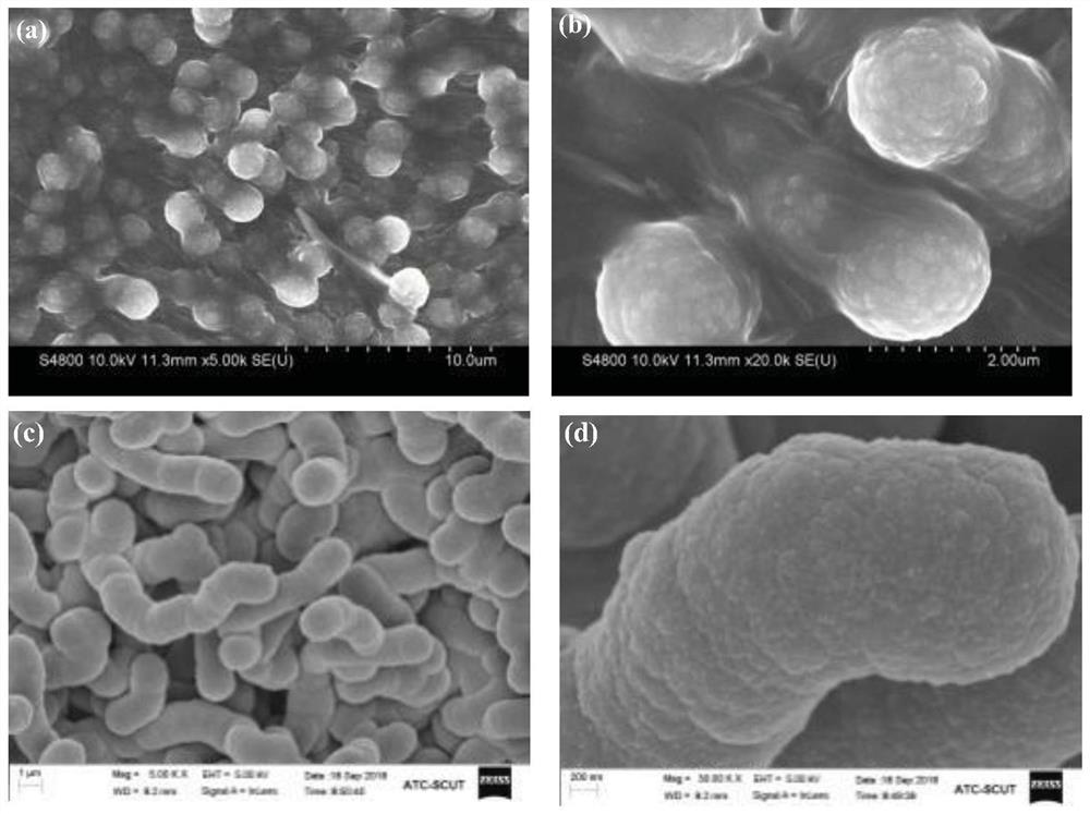 Manganese dioxide-polypyrrole composite electrode, preparation method thereof and application of manganese dioxide-polypyrrole composite electrode in heavy metal detection