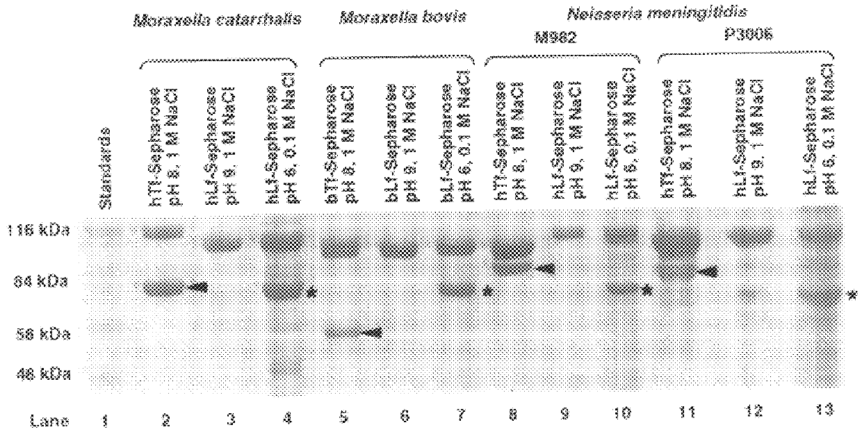 Lactoferrin receptor protein