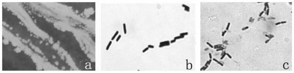 Pelargonium odoratissimum endophytic bacillus velezensis and application thereof
