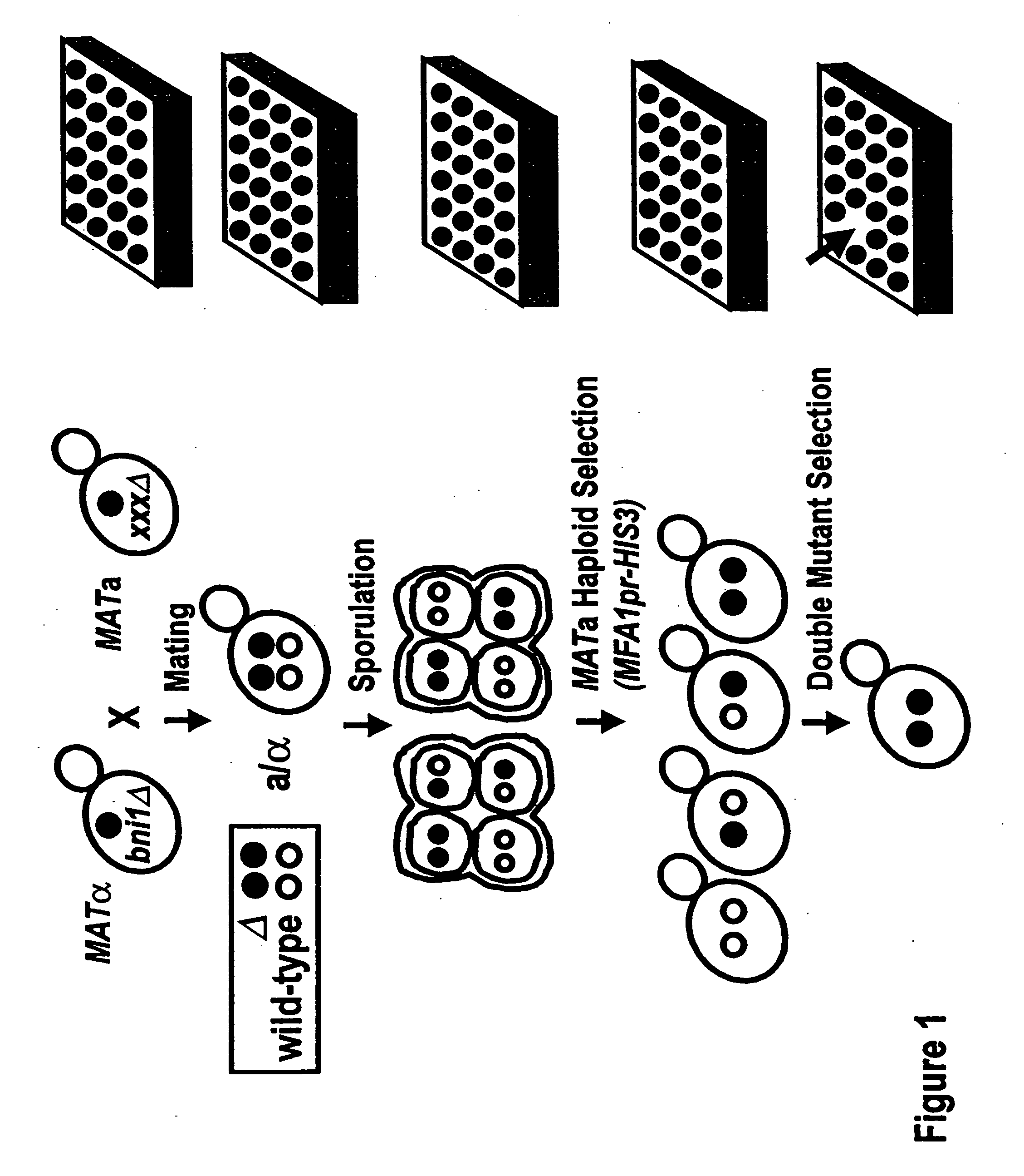 Yeast arrays, methods of making such arrays, and methods of analyzing such arrays