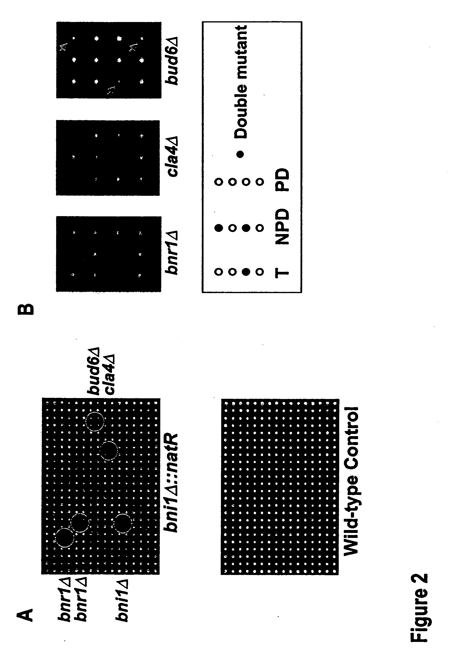 Yeast arrays, methods of making such arrays, and methods of analyzing such arrays