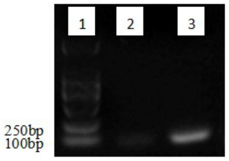 PCR primer and quantitative detection method for rapidly detecting strawberry colletotrichum gloeosporioides