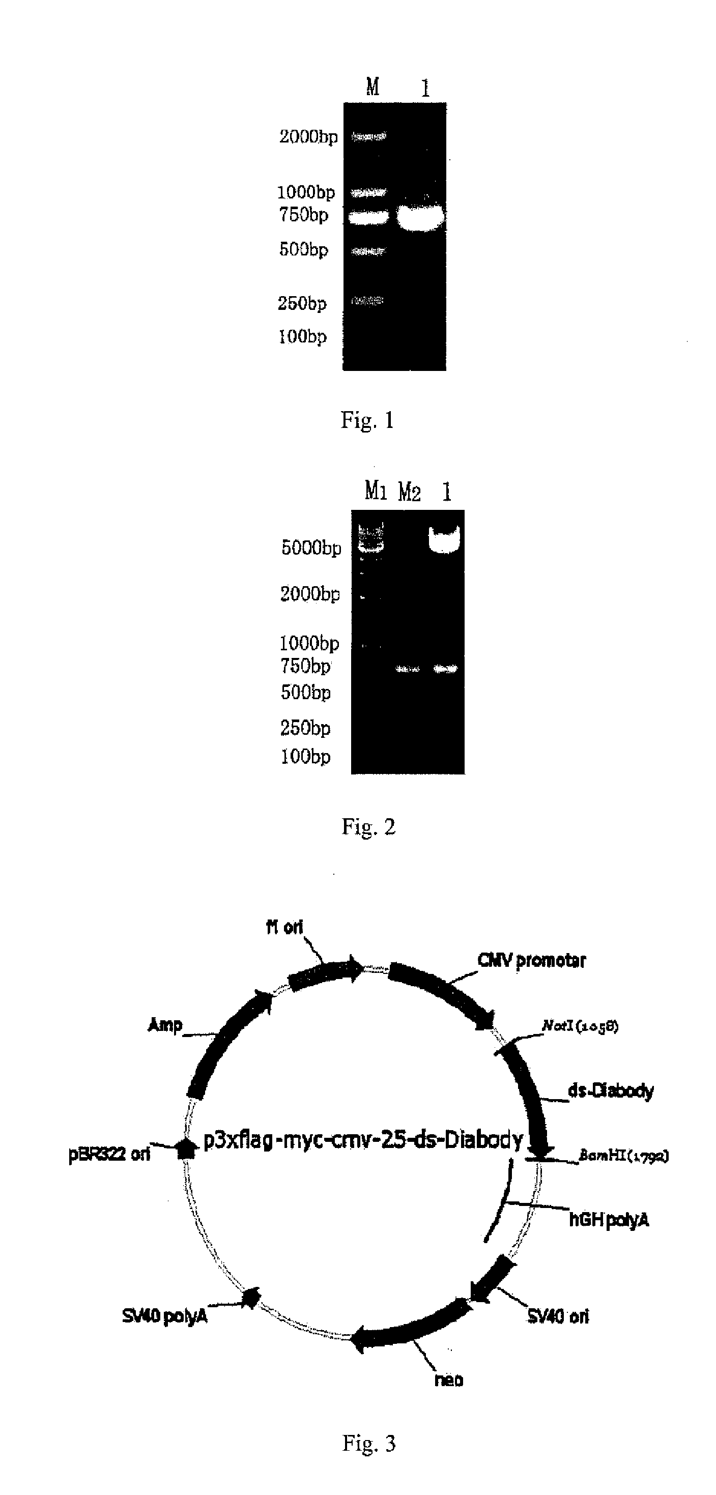 Anti-bfgf humanized double-stranded antibody with stable disulfide bond, preparation method and application thereof