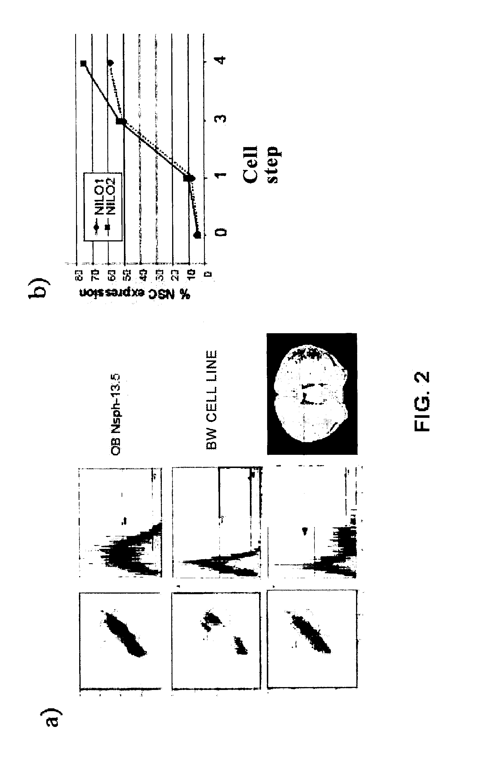 Method for generating monoclonal antibodies that recognize progenitor cells
