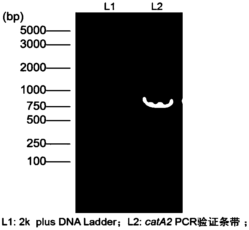 Engineering bacterium for degrading polycyclic aromatic hydrocarbon, engineering reforming method and application thereof