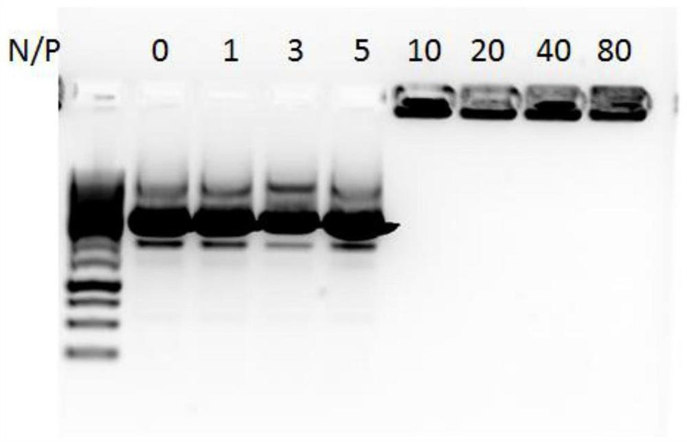 A kind of cell penetrating peptide and its preparation method and application