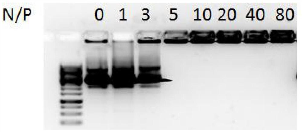 A kind of cell penetrating peptide and its preparation method and application