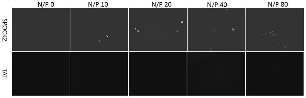 A kind of cell penetrating peptide and its preparation method and application