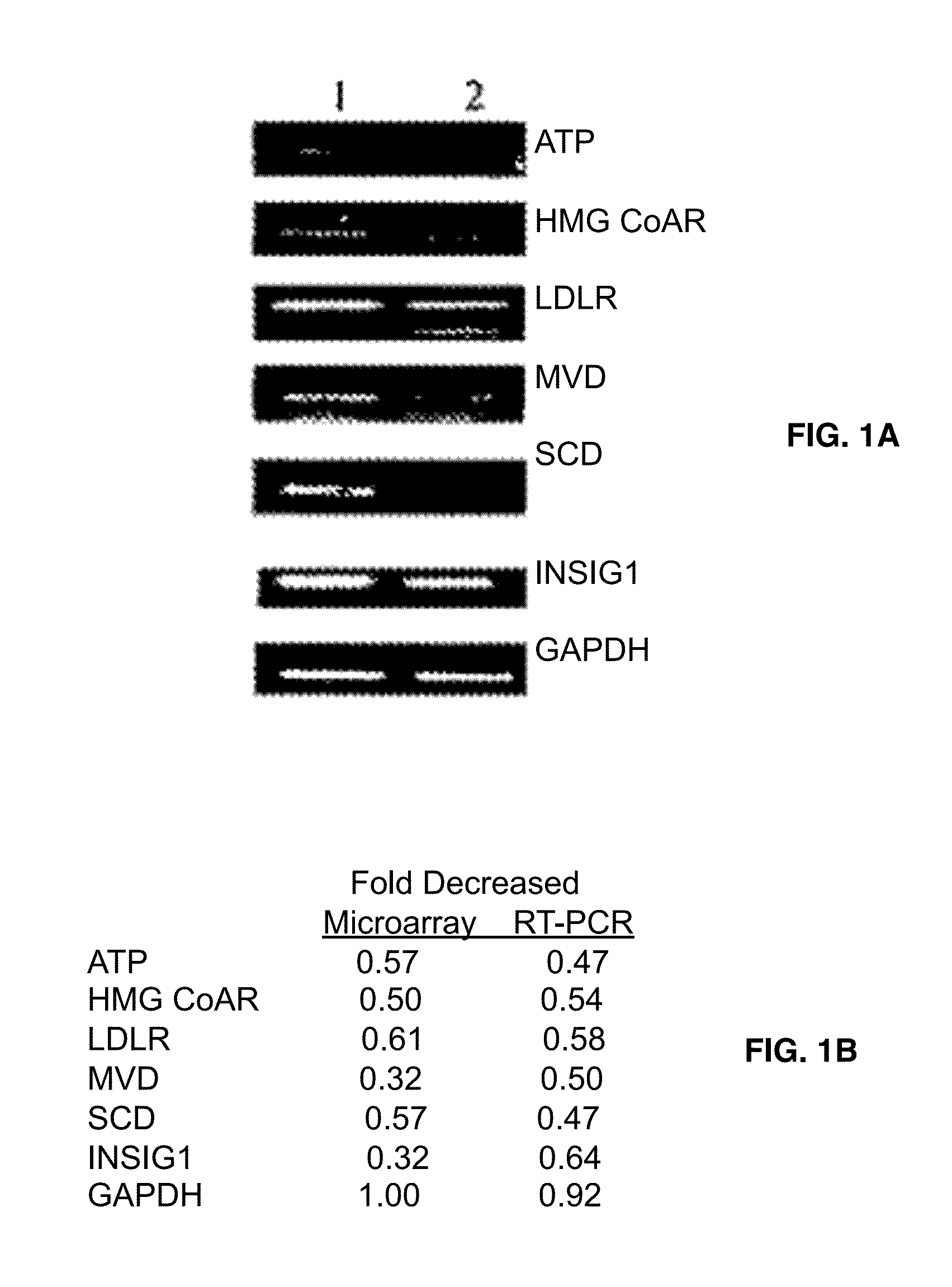 Methods and compositions for the treatment of body weight related disorders