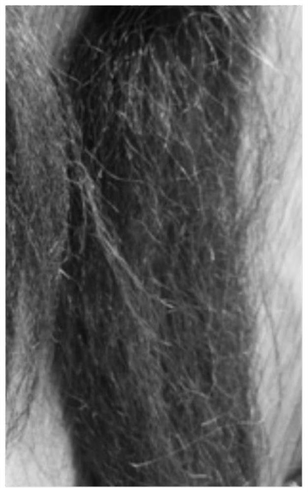 Cow hair fiber for wigs as well as straightening method and application of cow hair fiber