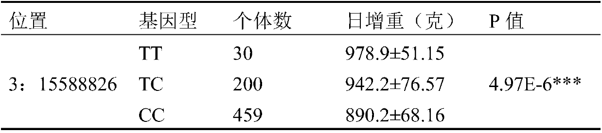 SNP marker affecting pig daily weight gain traits and application thereof