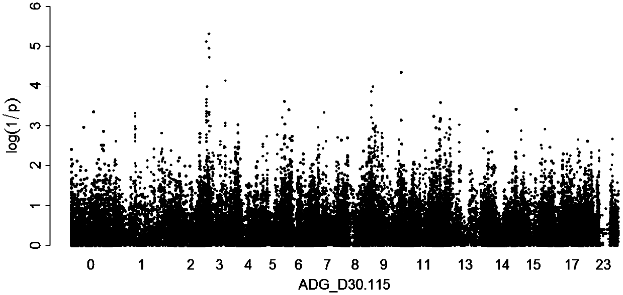 SNP marker affecting pig daily weight gain traits and application thereof