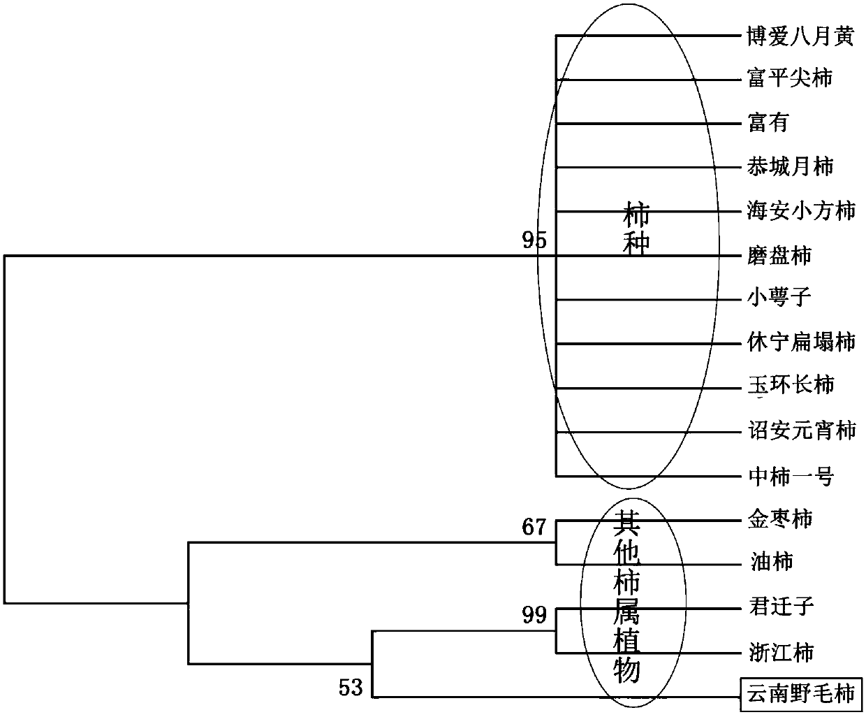 A method for identification of persimmon germplasm using cpdna molecular markers