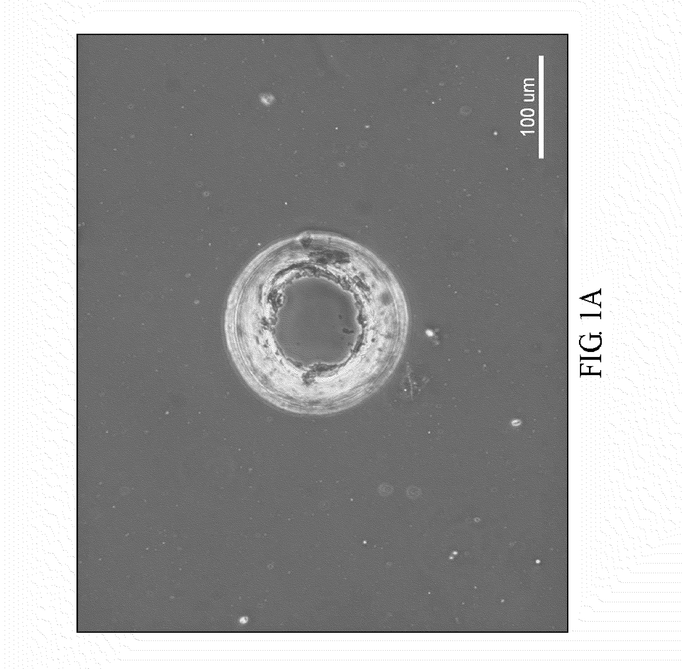 Cell pattern and method for producing the same
