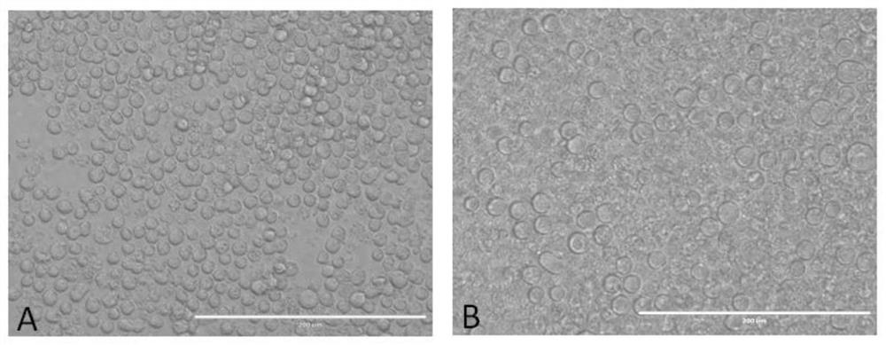 A kind of method that utilizes suspension cell line to prepare Seneca virus