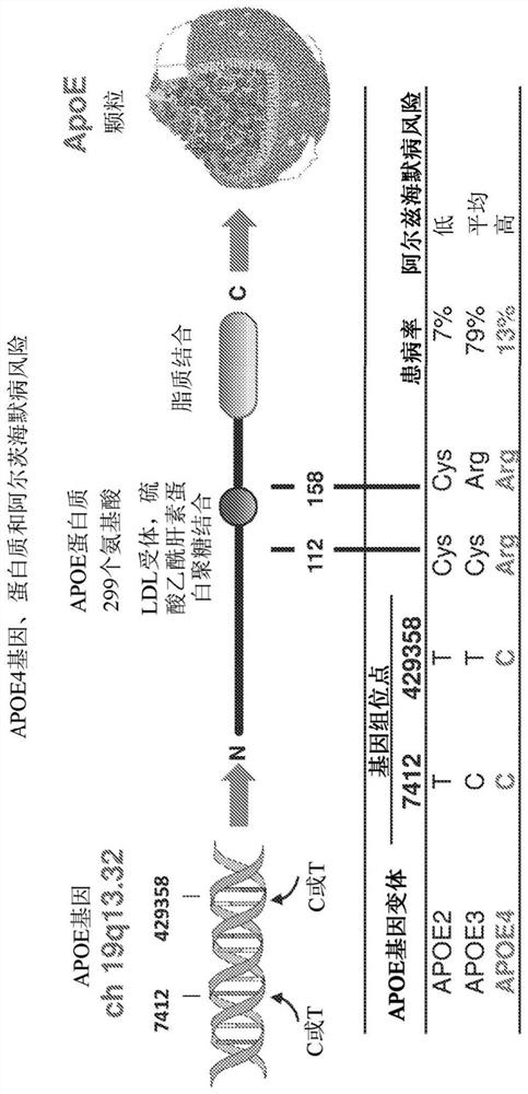 APOE gene therapy