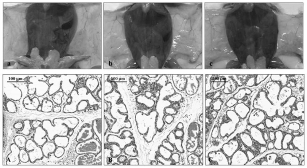A method for establishing a mouse model of mastitis inhibited by Klebsiella pneumoniae phage
