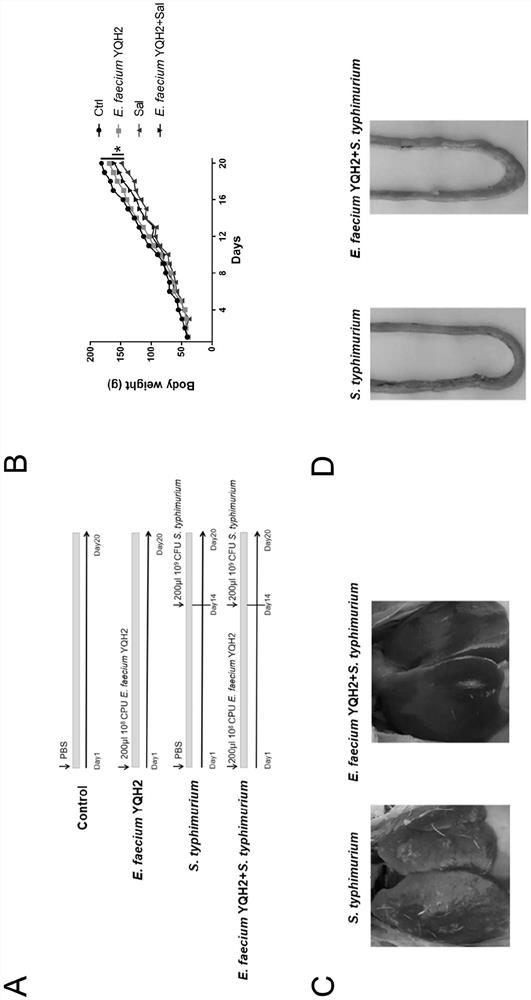 A strain of Enterococcus faecium yqh2 and its application