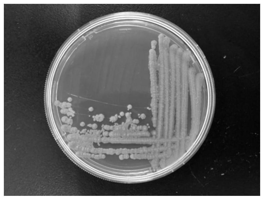 A yeast q7-7 derived from deep sea and its application