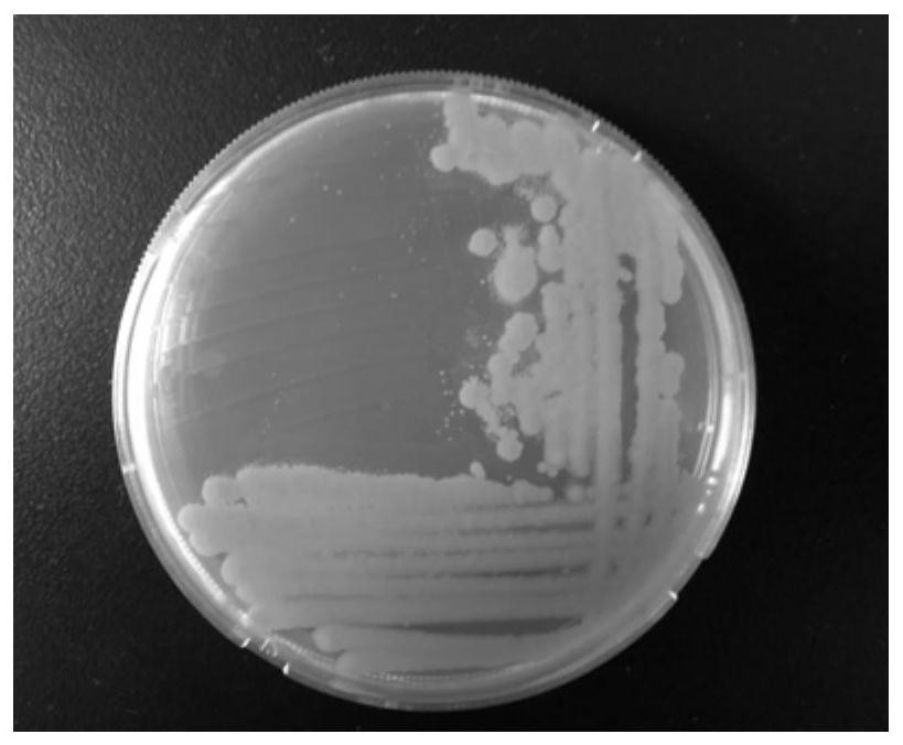 A yeast q7-7 derived from deep sea and its application