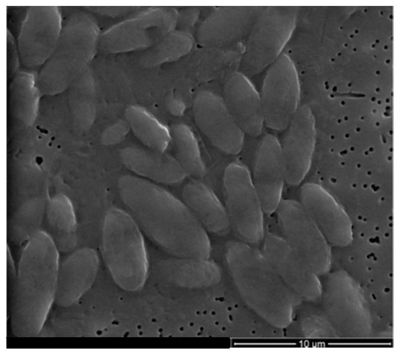 A yeast q7-7 derived from deep sea and its application