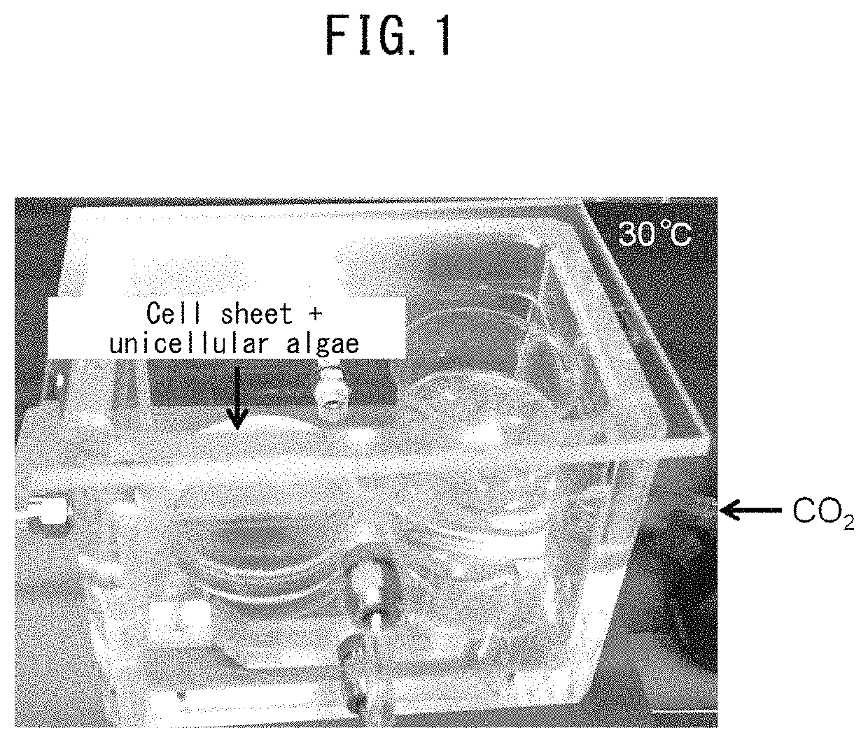 Method for culturing animal cell composition, method for producing animal cell composition using same, and animal cell composition