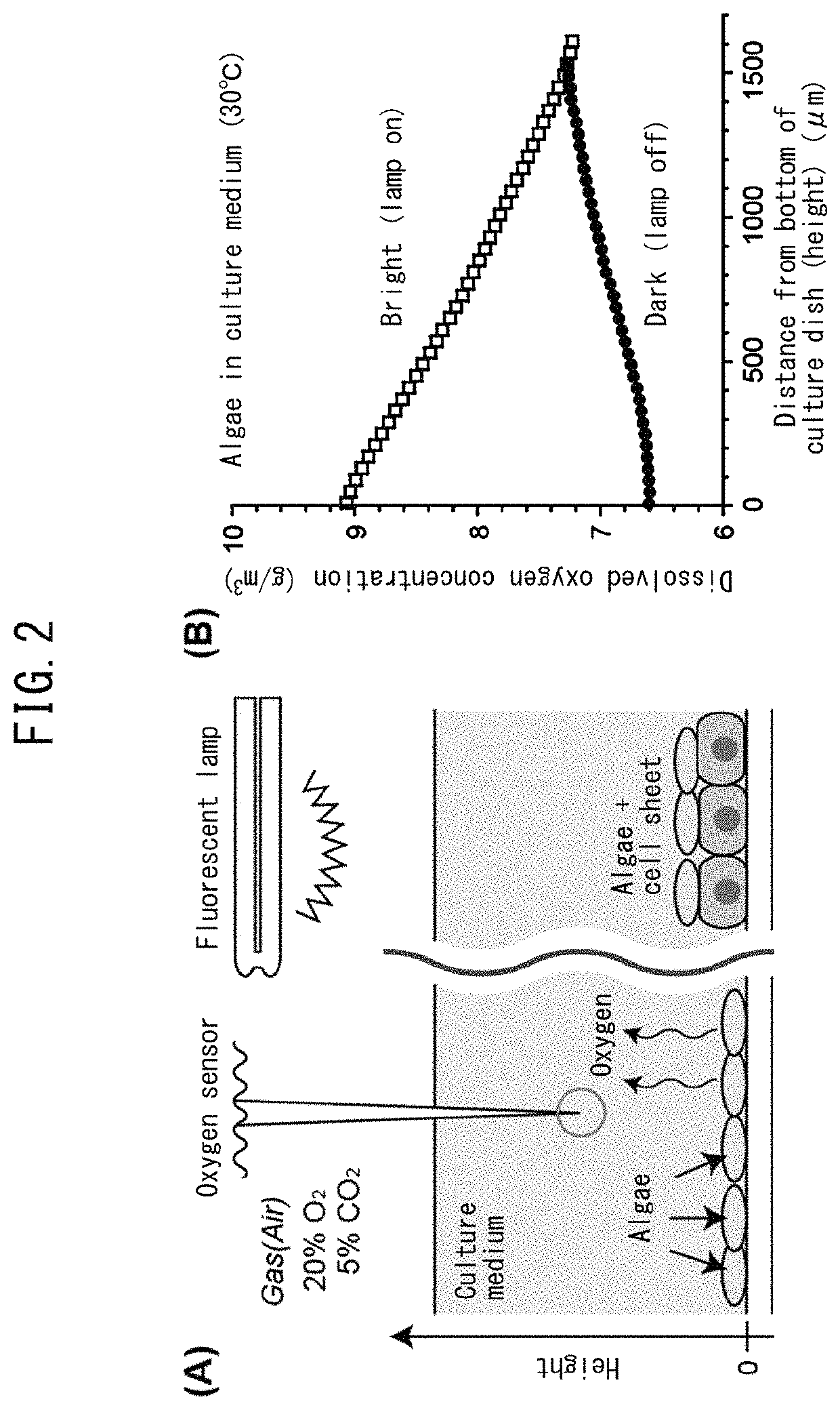 Method for culturing animal cell composition, method for producing animal cell composition using same, and animal cell composition