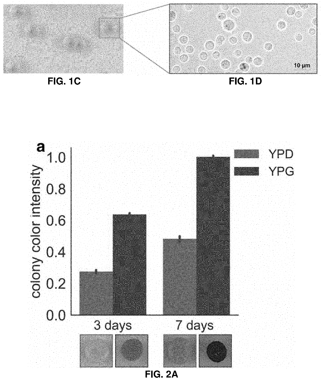 Host yeast cells and methods useful for producing indigoidine
