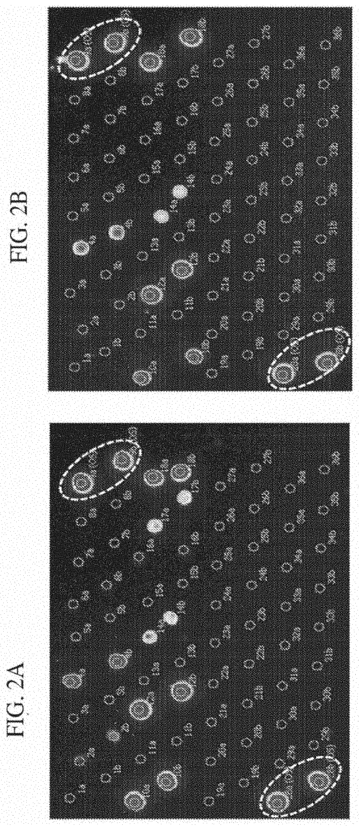 Assay for the diagnosis of dermatophytosis