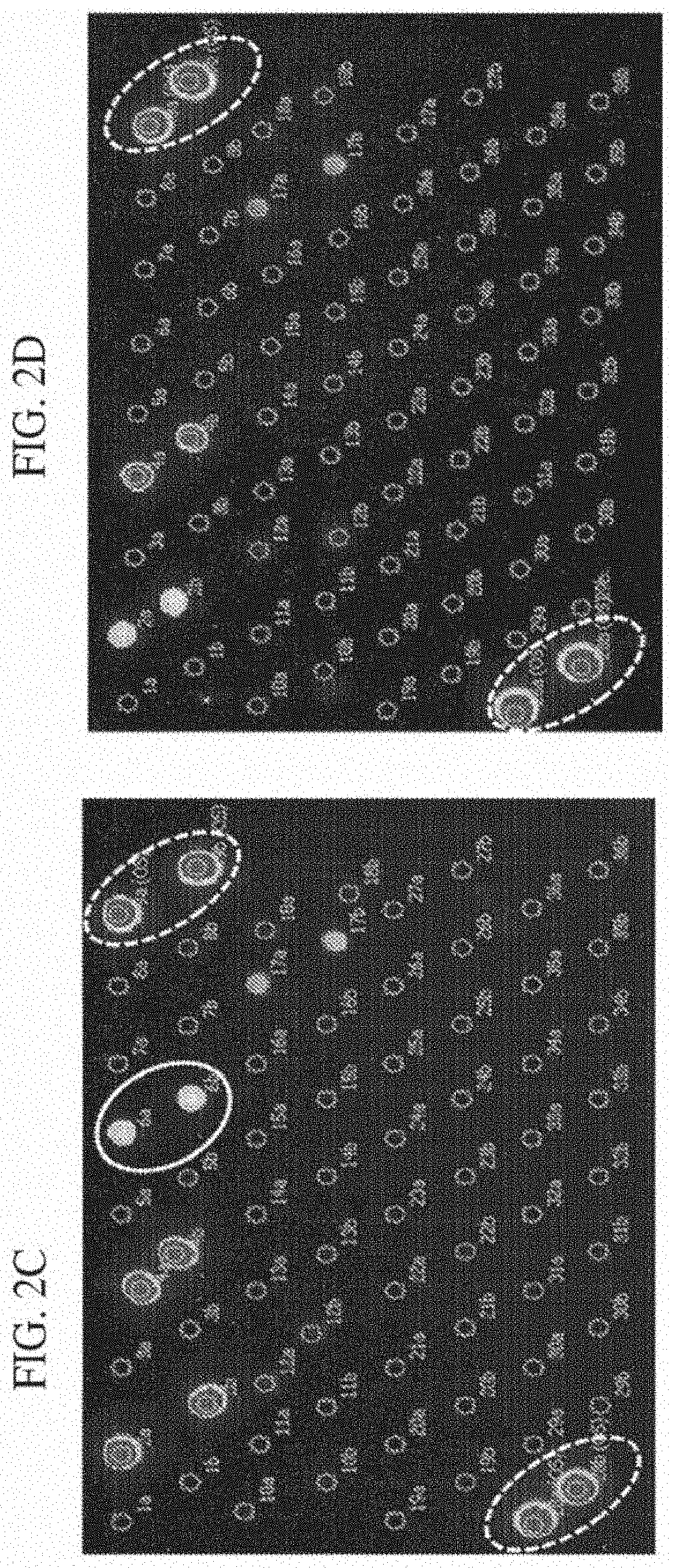 Assay for the diagnosis of dermatophytosis