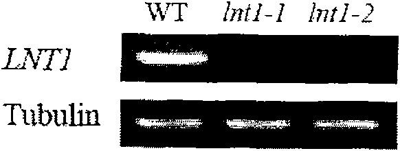 Method for accelerating vegetation in low-nitrogen condition