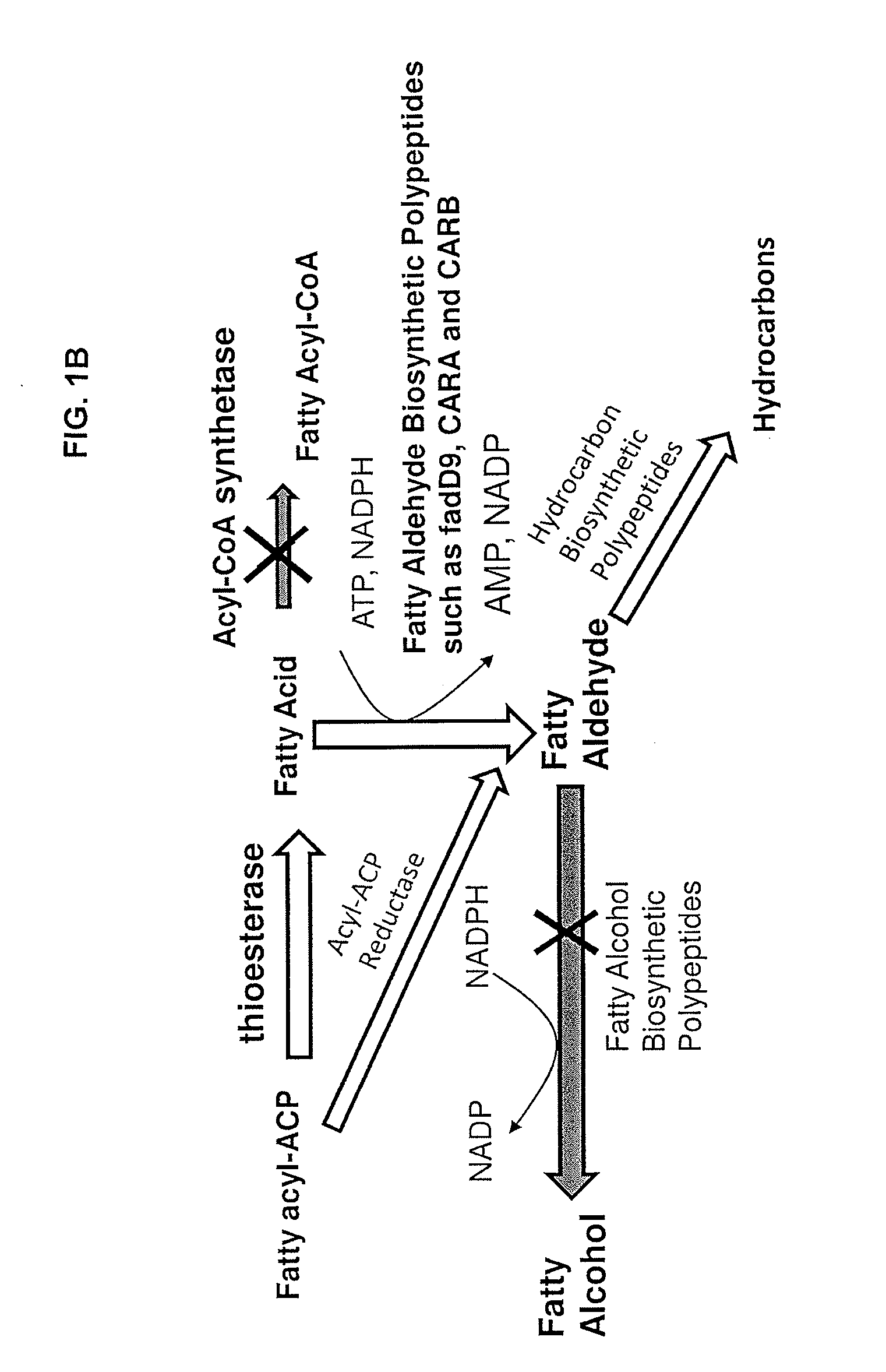 Methods and compositions related to fatty alcohol biosynthetic enzymes