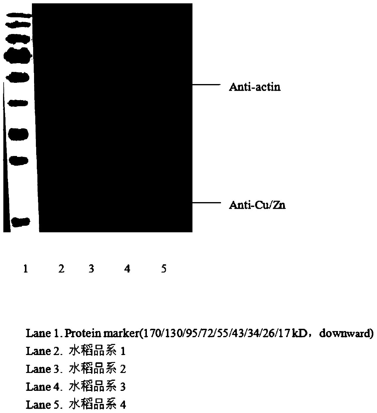 Preparation method and application of rice Cu/Zn-SOD polyclonal antibody