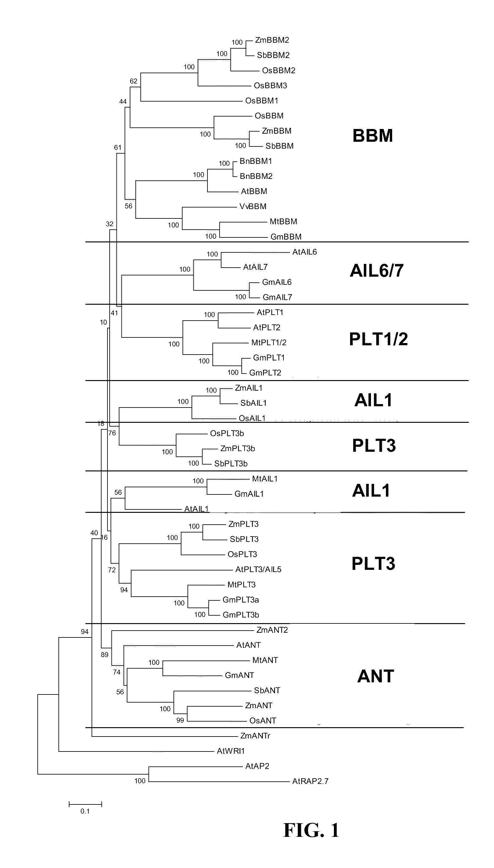 Methods and compositions for targeted polynucleotide modification