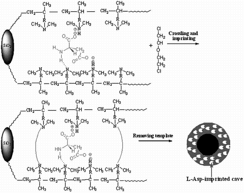 Preparation method of new material for separating chiral aspartic acid