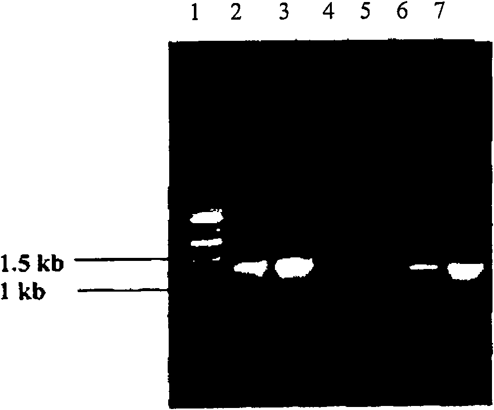 Stn gene oligonucleotide primers for detecting salmonella species and detection process using the same