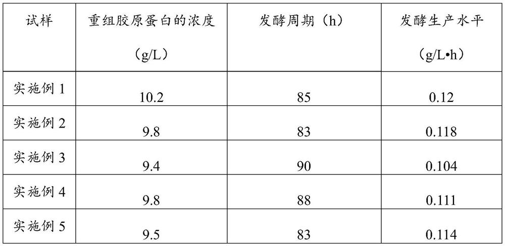 Fermentation technology for improving production level of recombinant collagen