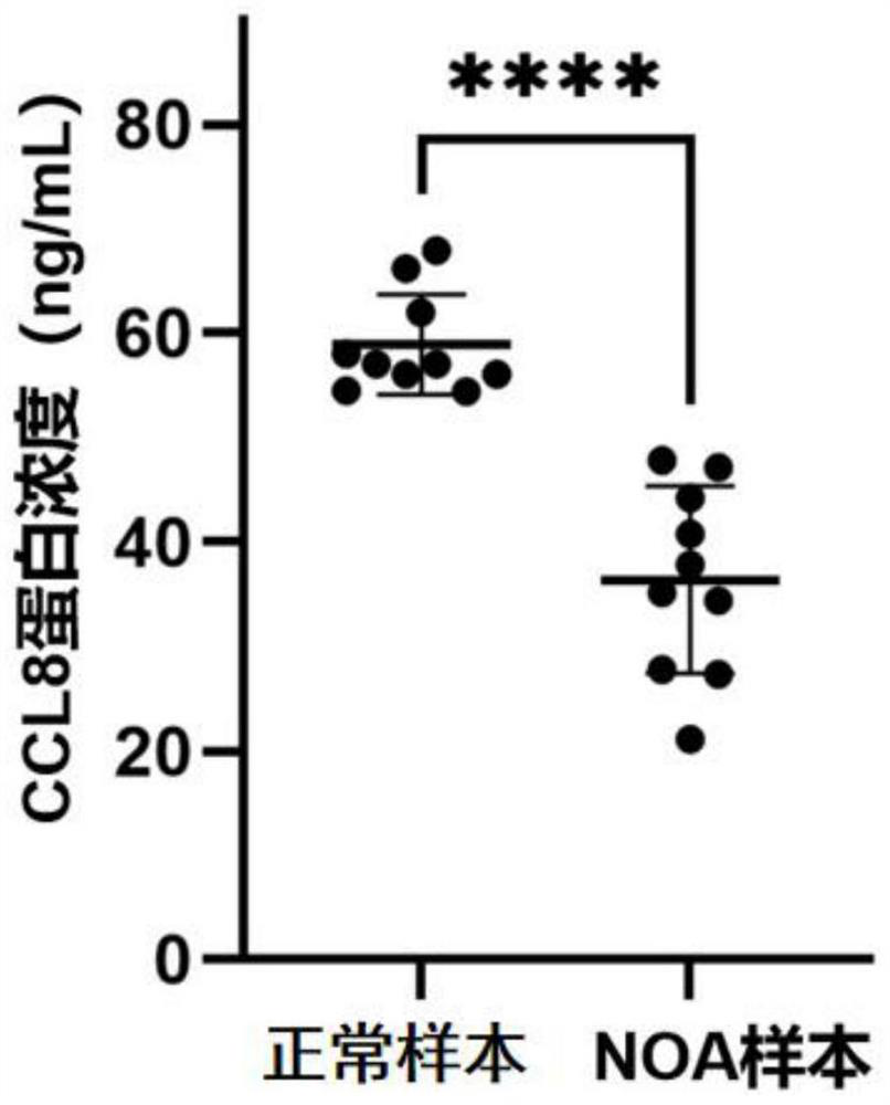 CCL8 protein as biomarker of non-obstructive azoospermia and application of CCL8 protein