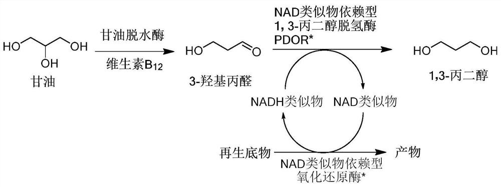 A kind of method of biocatalytic glycerol production 1,3-propanediol