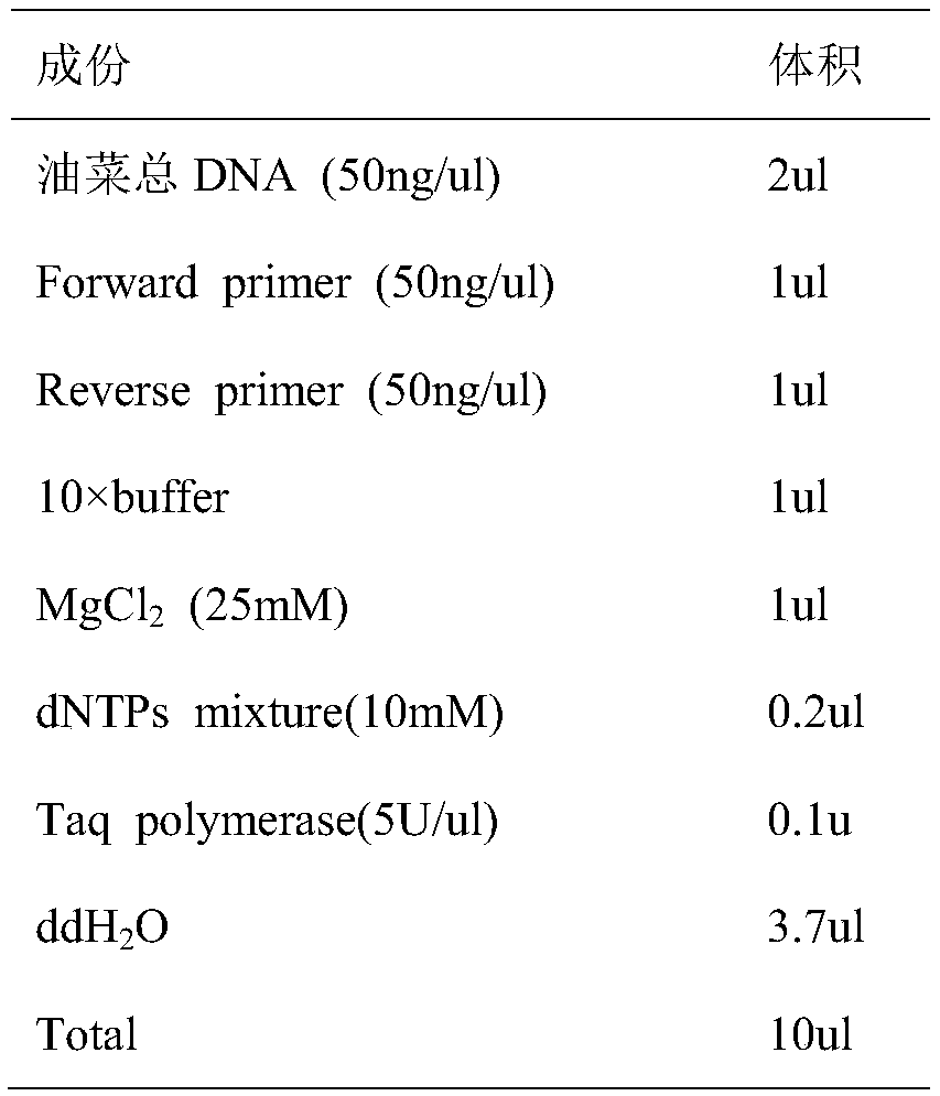 Molecular marker primers of major gene loci of NSS (Number of Seeds per Silique) trait of rape and application of molecular marker primers