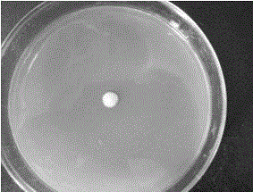 Strain HD385 producing L-erythrulose through microorganism fermentation, and method