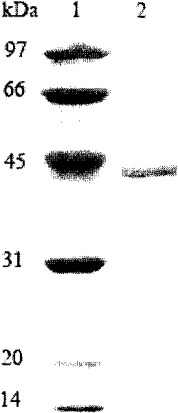 Xylanase XYNA4 with wide pH applicability and gene and application thereof