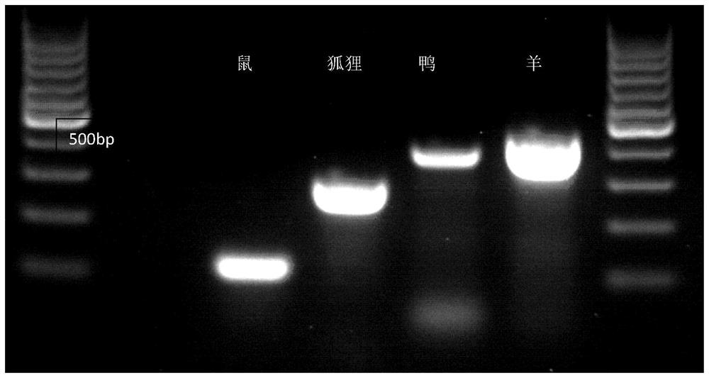 A multiplex pcr detection kit for rapid detection of meat-derived food